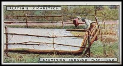 2 Examining Tobacco Plant Bed